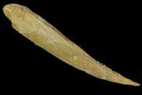 Fossil Shark (Hybodus) Dorsal Spine - Morocco #145366-1